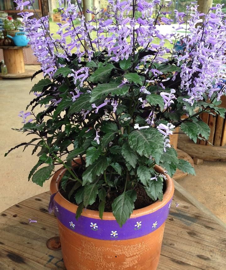 Ametista – Plectranthus saccatus no Saquinho - Imagem 6