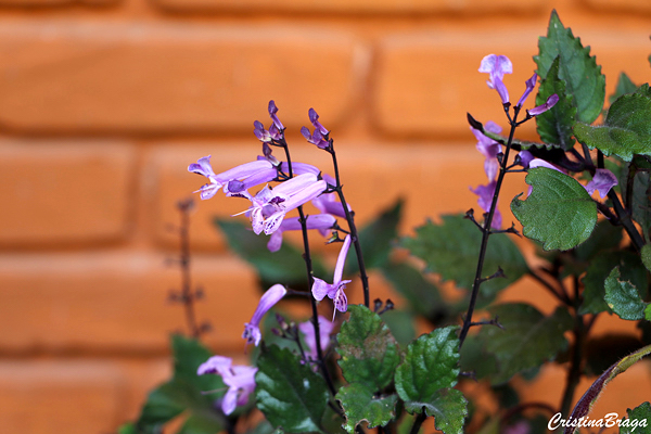 Ametista – Plectranthus saccatus no Saquinho - Imagem 5