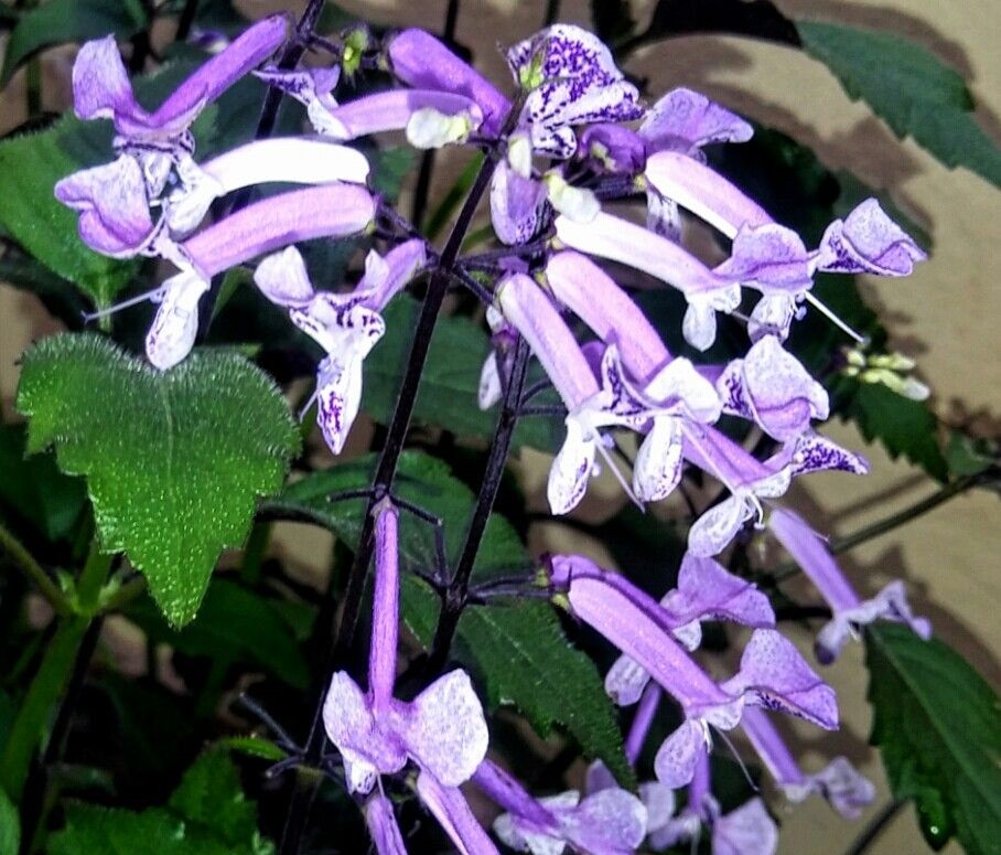 Ametista – Plectranthus saccatus no Saquinho - Imagem 7