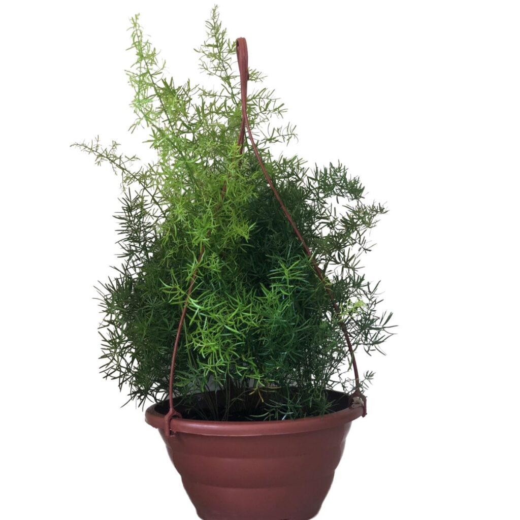 Aspargo Alfinete - Aspargus densiflorus - Cuia 21