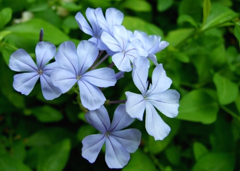 Bela-emília – Plumbago auriculata no Saquinho