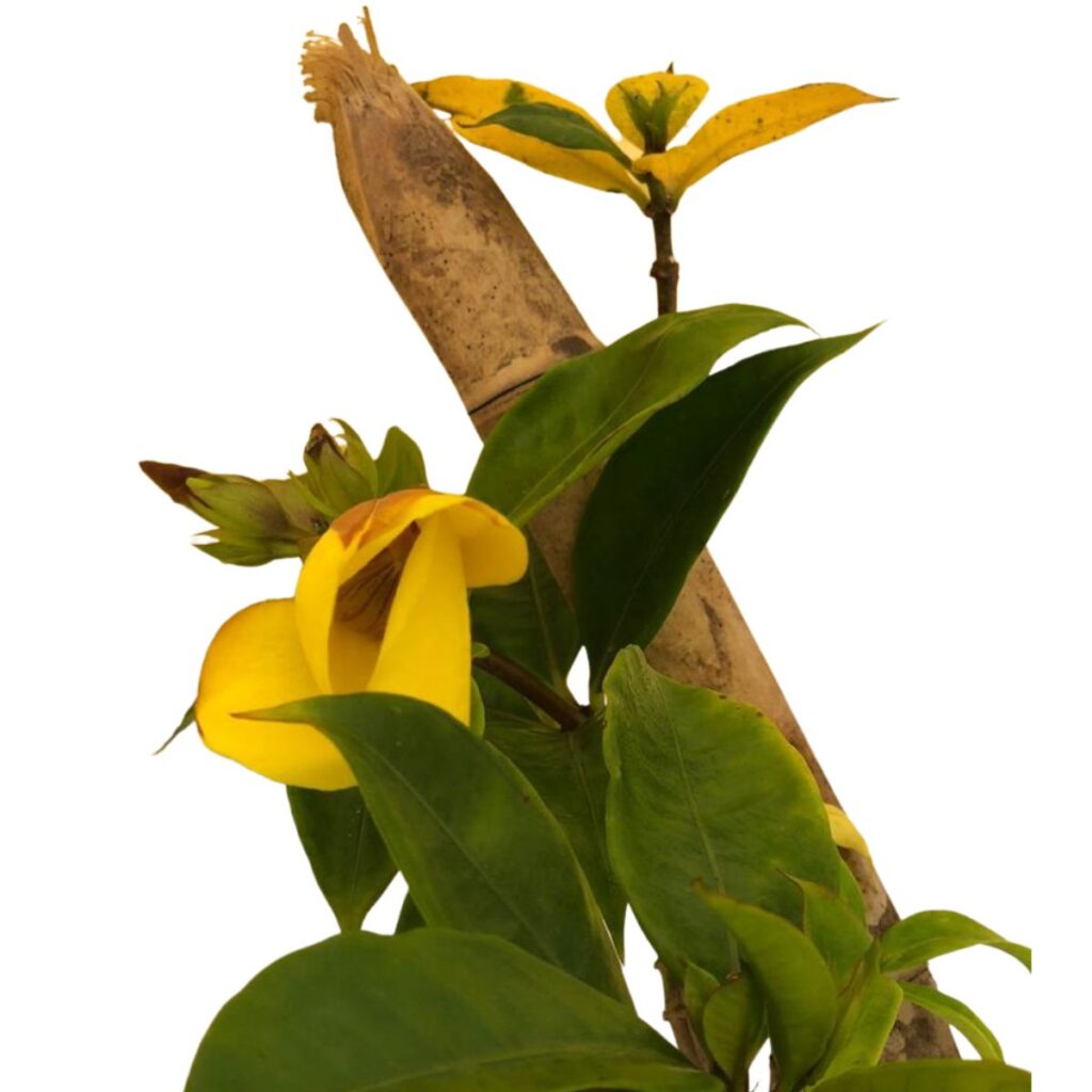 Alamanda Amarela (Allamanda cathartica) 70cm