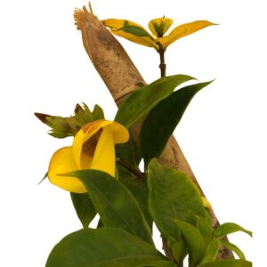 Alamanda Amarela (Allamanda cathartica) 70cm