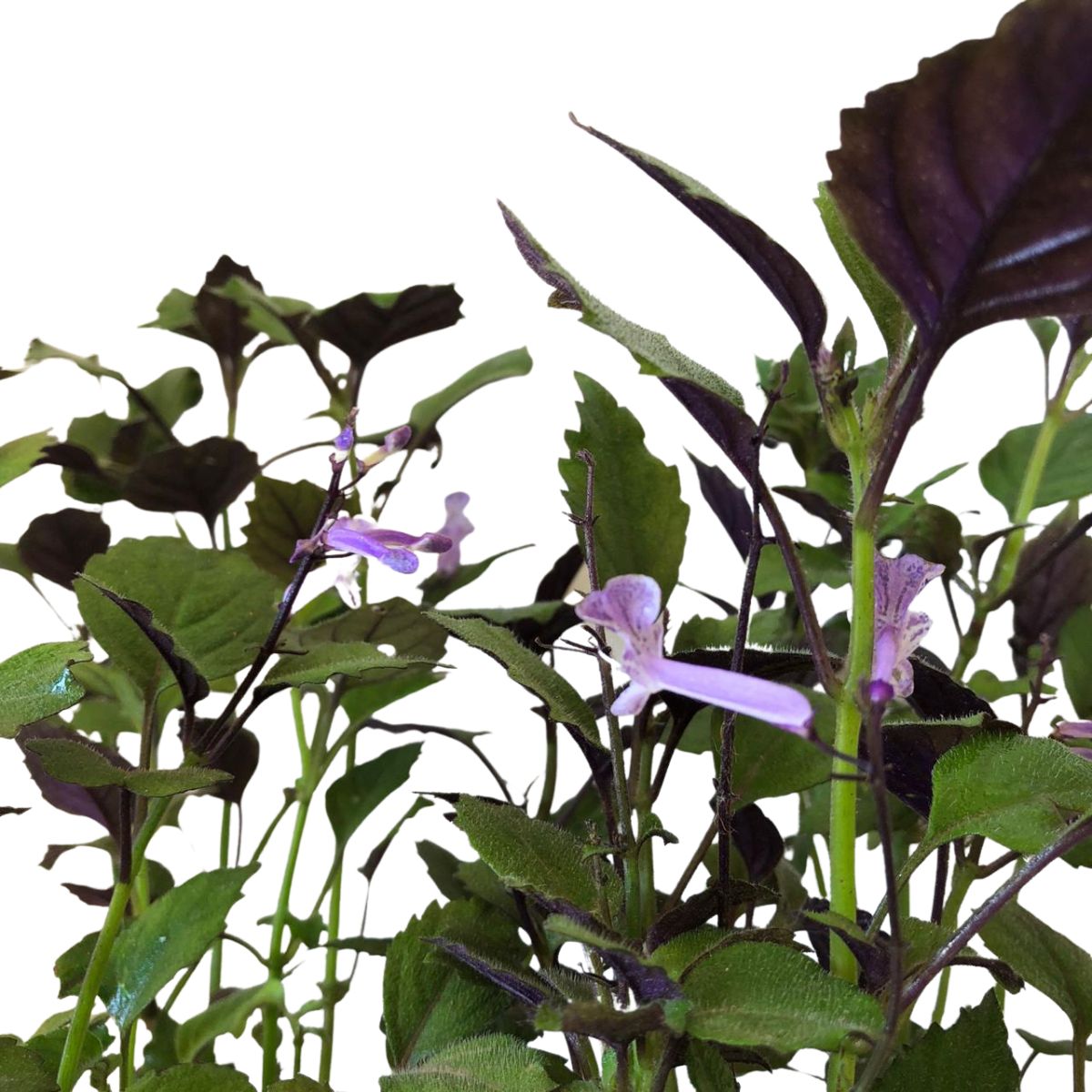 Ametista – Plectranthus saccatus no Saquinho - Imagem 8