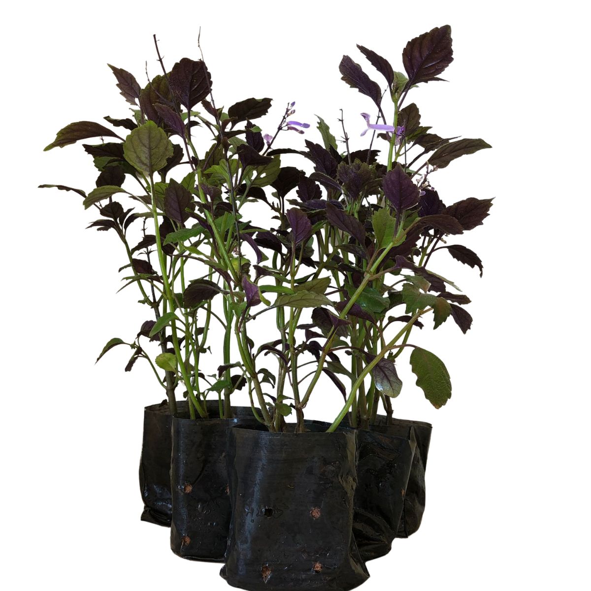 Ametista – Plectranthus saccatus no Saquinho - Imagem 3