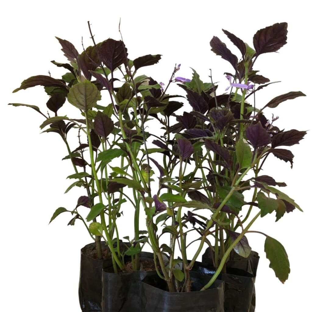 Ametista – Plectranthus saccatus no Saquinho