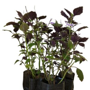 Ametista – Plectranthus saccatus no Saquinho