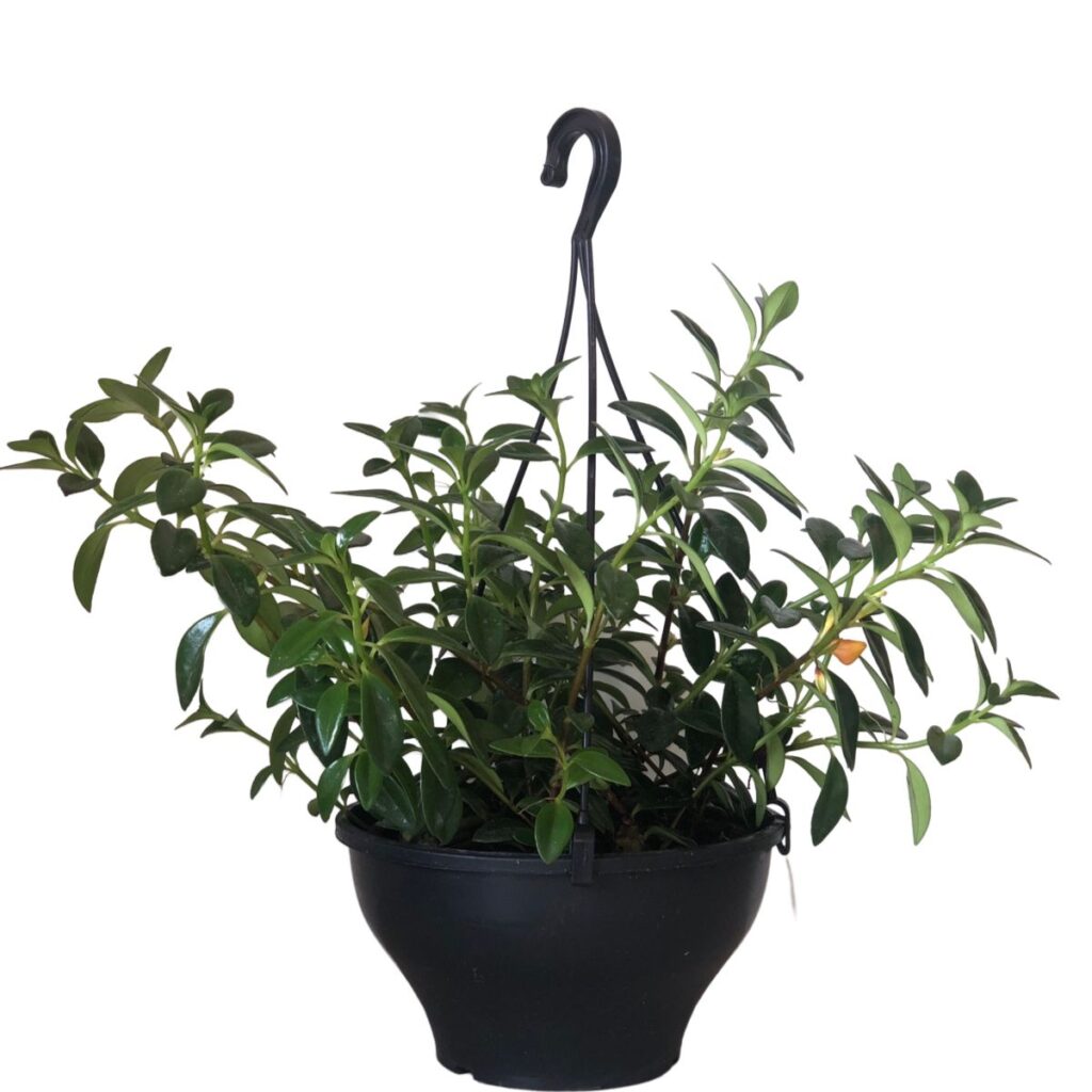 Columéia Peixinho - Nematanthus wettsteinii  Cuia 21