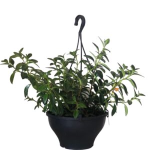 Columéia Peixinho - Nematanthus wettsteinii  Cuia 21
