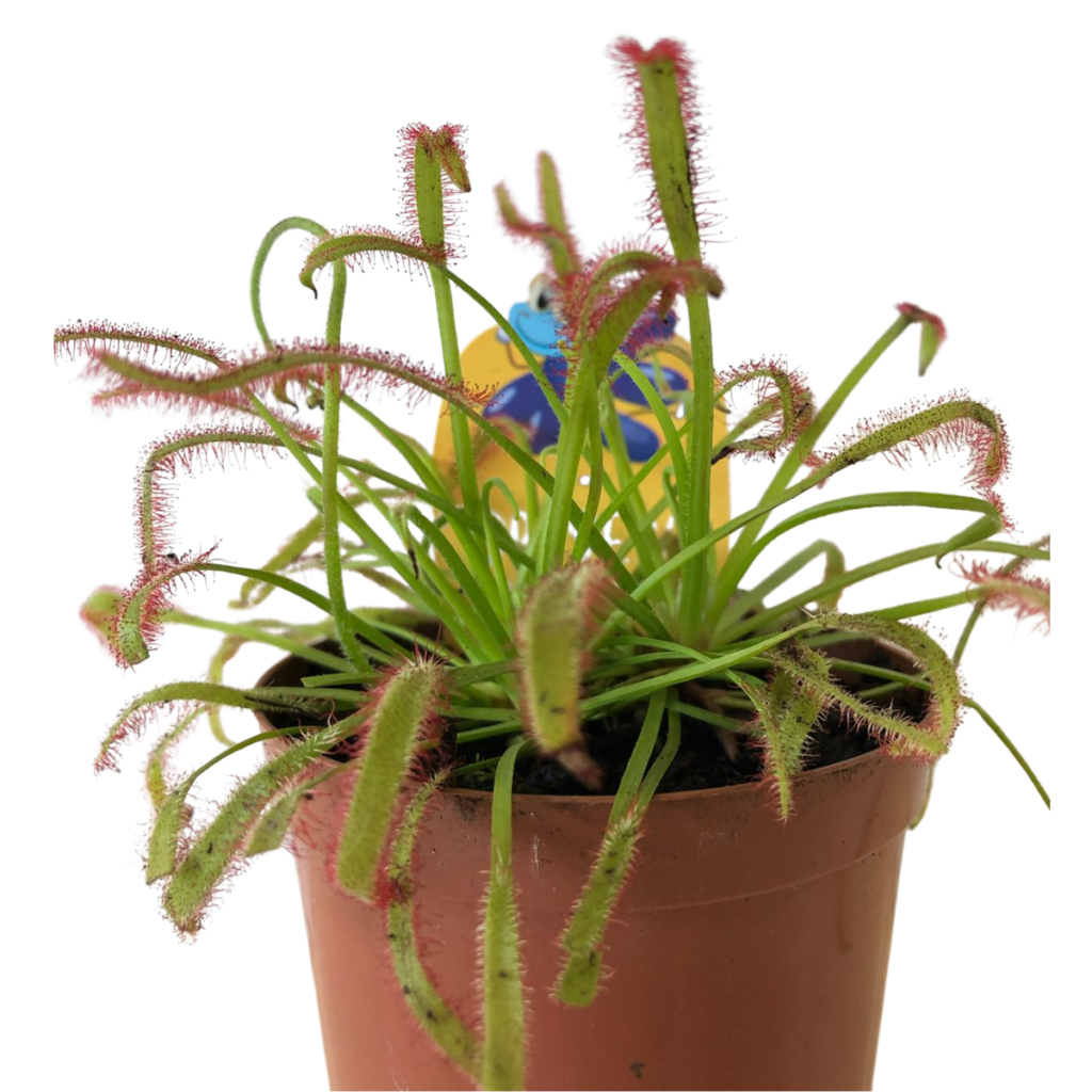 Planta Carnívora Drosera Capensis Alba Pote 09