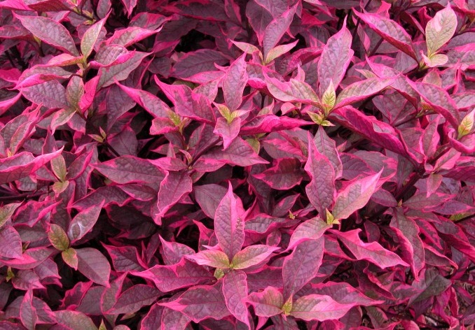 Periquito Ggante Tricolor (Alternanthera ficoidea) - No Saquinho - Imagem 6