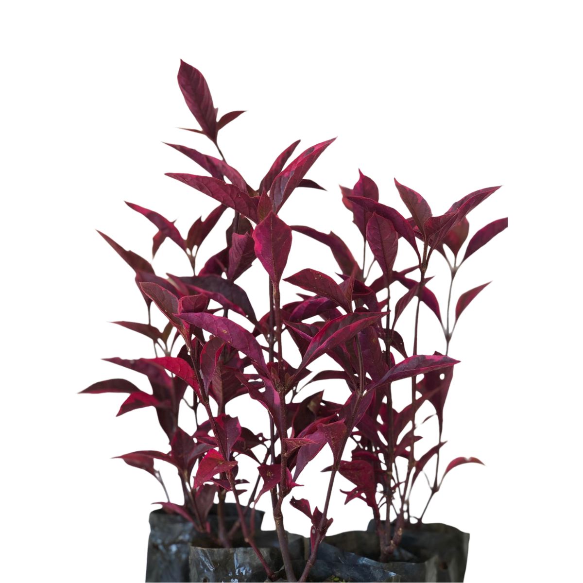 Periquito Ggante Tricolor (Alternanthera ficoidea) - No Saquinho - Imagem 4