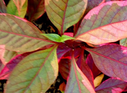 Periquito Ggante Tricolor (Alternanthera ficoidea) - No Saquinho - Imagem 8