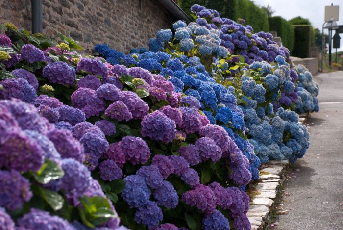 4 Mudas Sortida Hortênsia Hydrangea Macrophylla No Saquinho - Imagem 7
