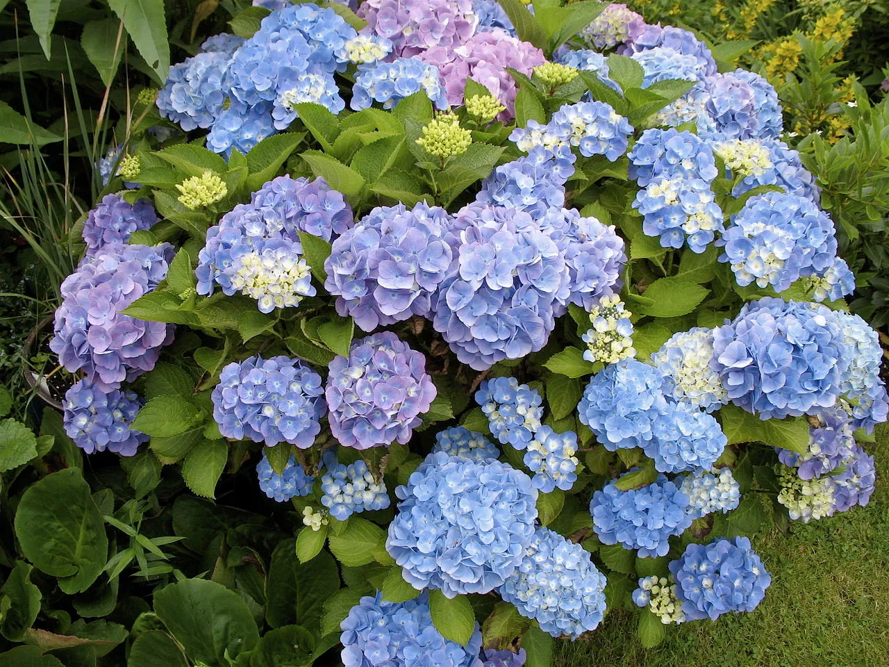 4 Mudas Sortida Hortênsia Hydrangea Macrophylla No Saquinho - Imagem 6