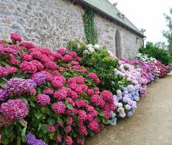 4 Mudas Sortida Hortênsia Hydrangea Macrophylla No Saquinho - Imagem 8