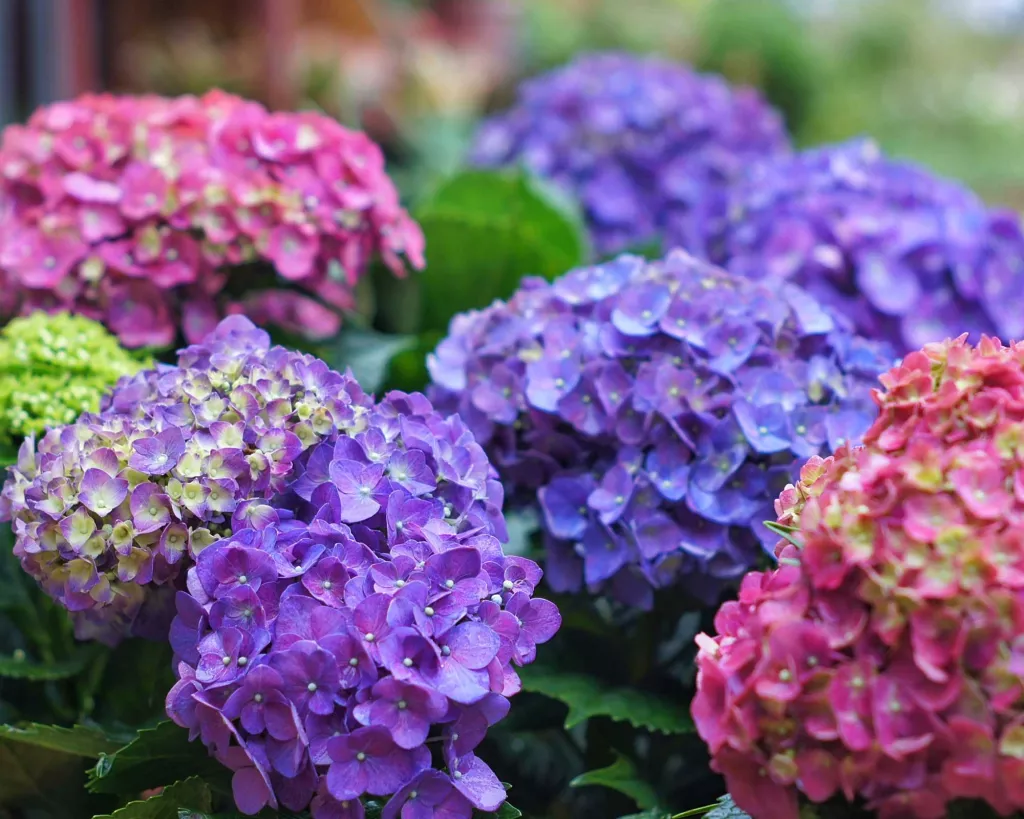 4 Mudas Sortida Hortênsia Hydrangea Macrophylla No Saquinho - Imagem 9