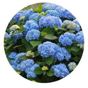Hortênsia Hydrangea macrophylla no Saquinho