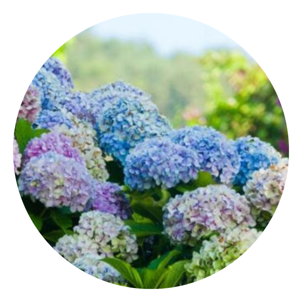 4 Mudas Sortida Hortênsia Hydrangea Macrophylla No Saquinho