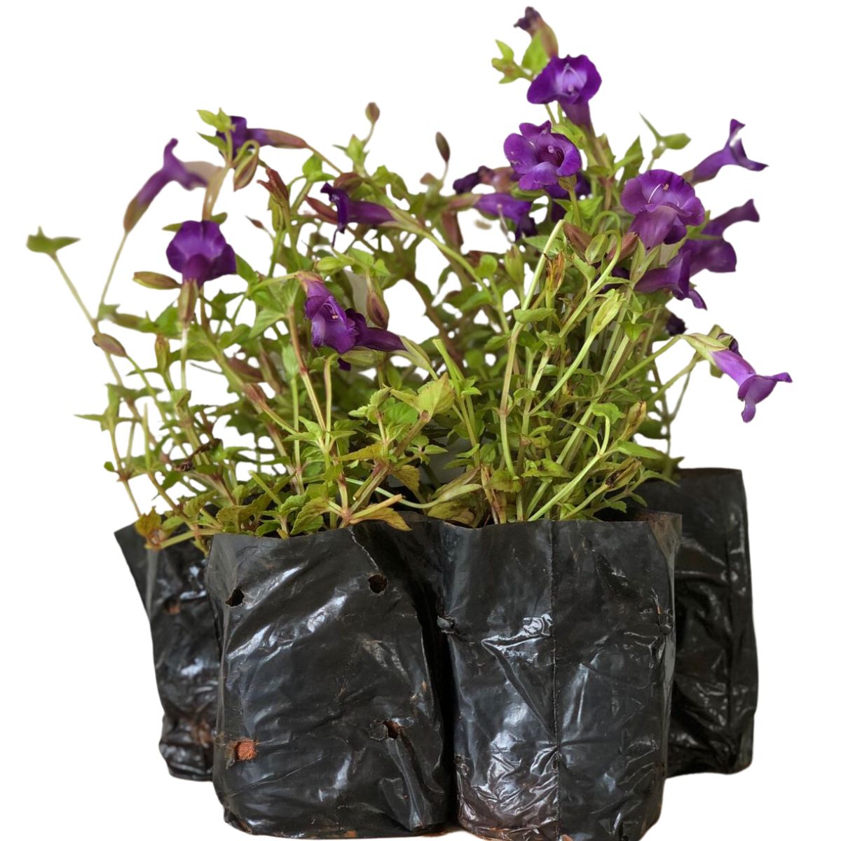 5 Mudas Flor Torênia Roxa Amor Perfeito de Verão no Saquinho - Imagem 2