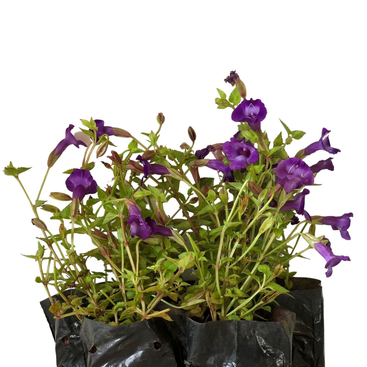 Flor Torênia Roxa Pendente - Amor Perfeito de Verão - Imagem 7