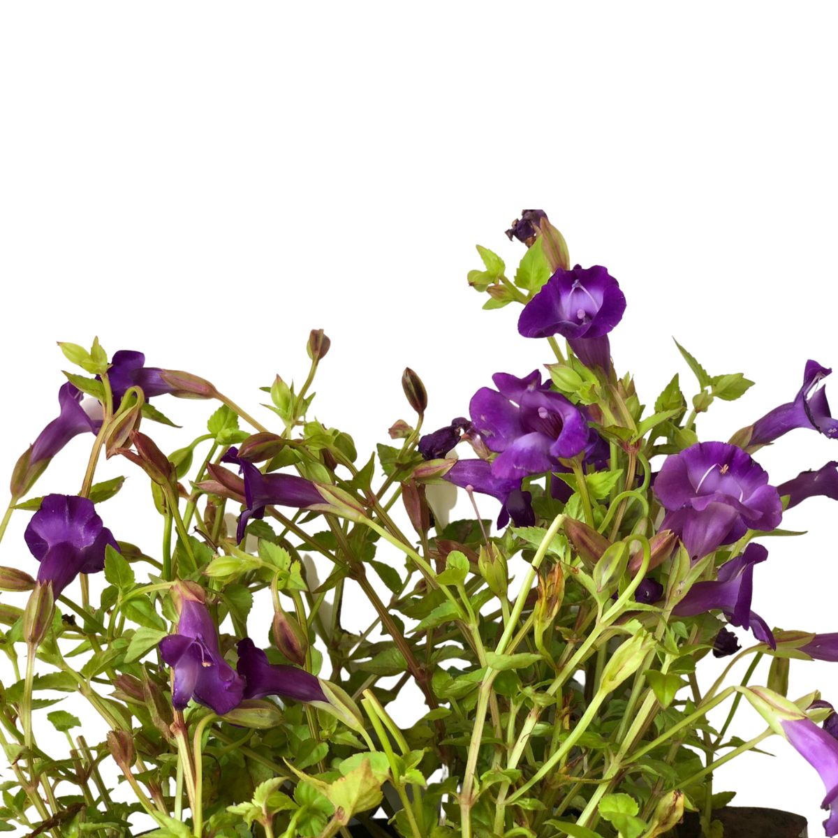 5 Mudas Flor Torênia Roxa Amor Perfeito de Verão no Saquinho - Imagem 8