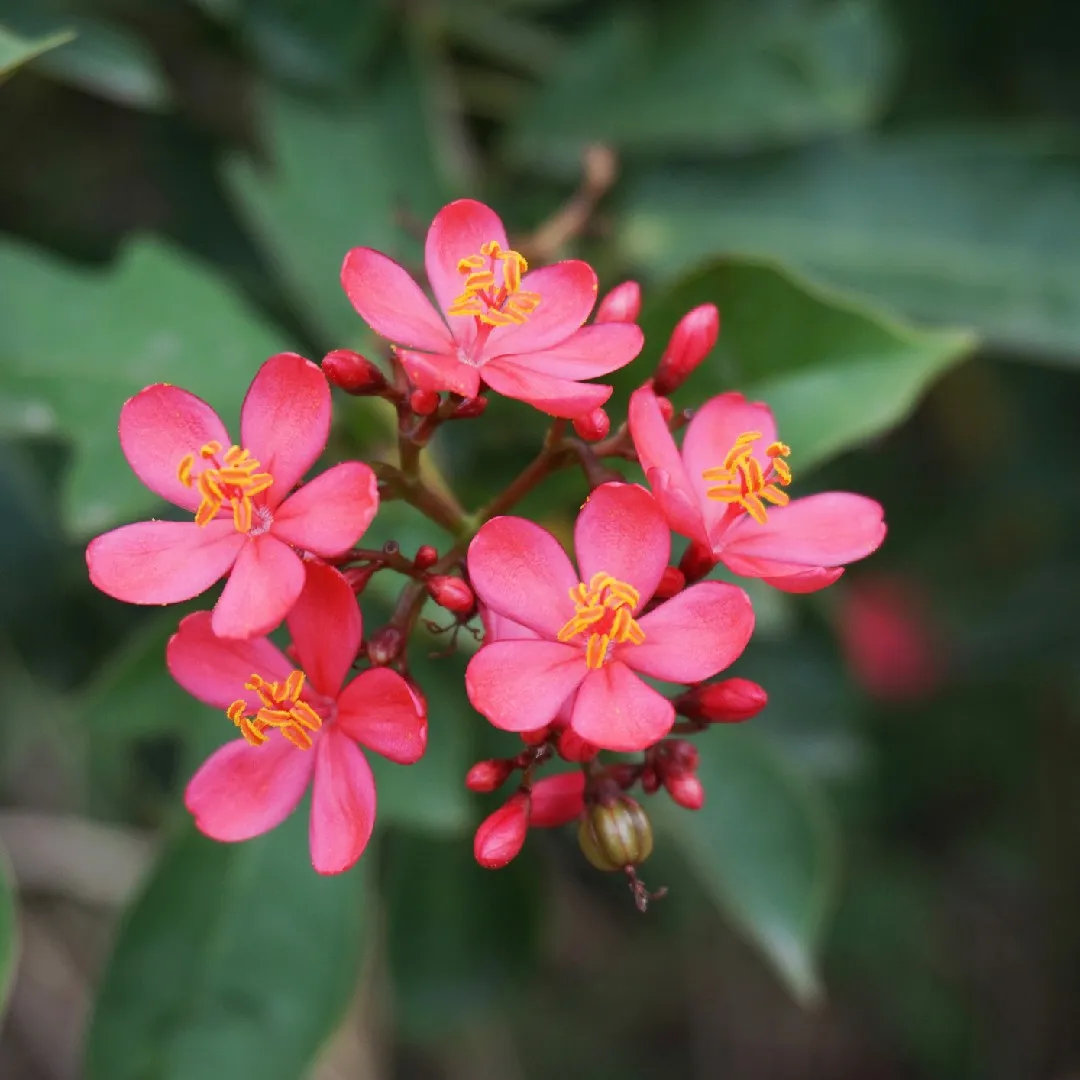 Peregrina - Jatrofa-brasileira- Jatropha integerrima - 70cm