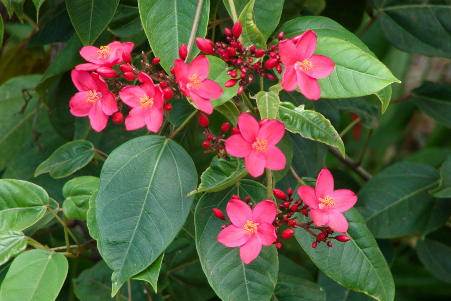 Peregrina - Jatrofa-brasileira- Jatropha integerrima - 30cm - Imagem 6