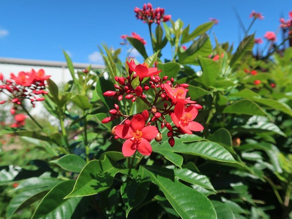 Peregrina - Jatrofa-brasileira- Jatropha integerrima - 30cm - Imagem 5