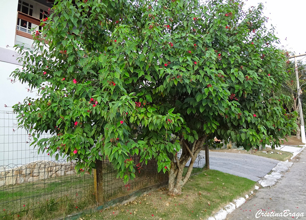 Peregrina - Jatrofa-brasileira- Jatropha integerrima - 70cm - Imagem 4
