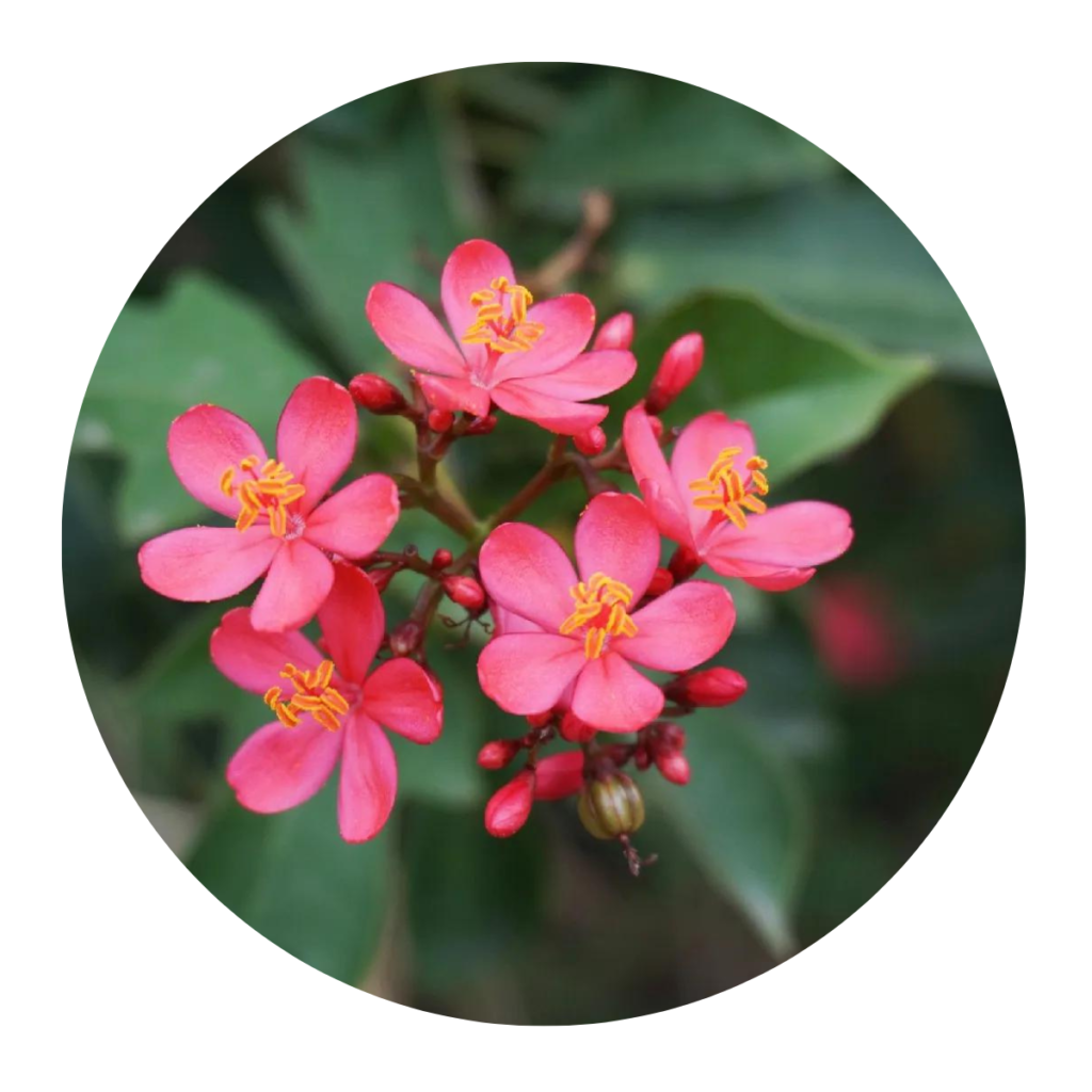 Peregrina - Jatrofa-brasileira- Jatropha integerrima - 30cm