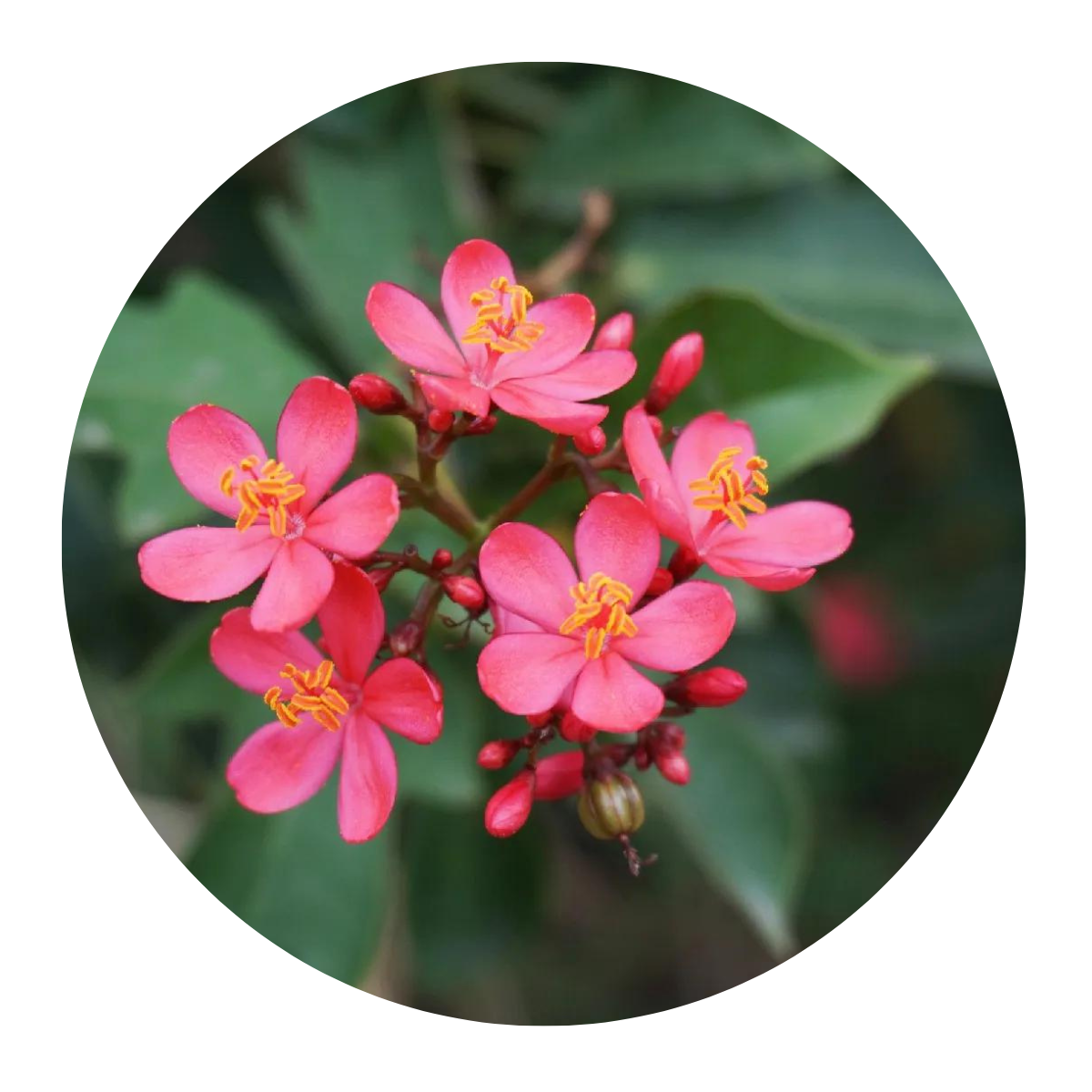 Peregrina - Jatrofa-brasileira- Jatropha integerrima - 30cm