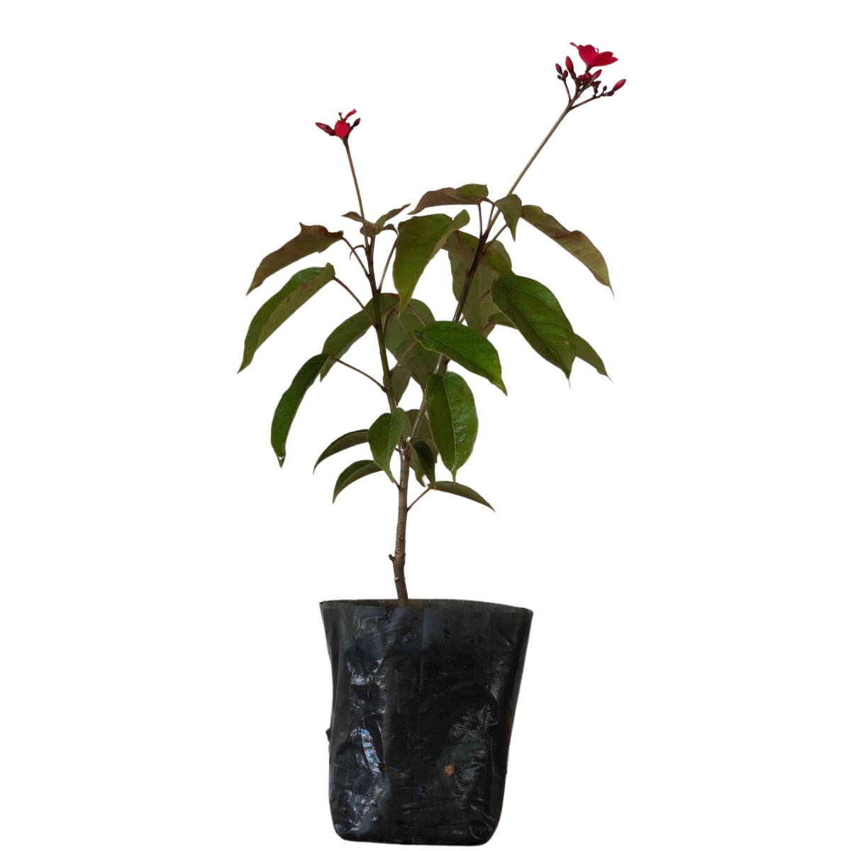 Peregrina - Jatrofa-brasileira- Jatropha integerrima - 30cm - Imagem 2