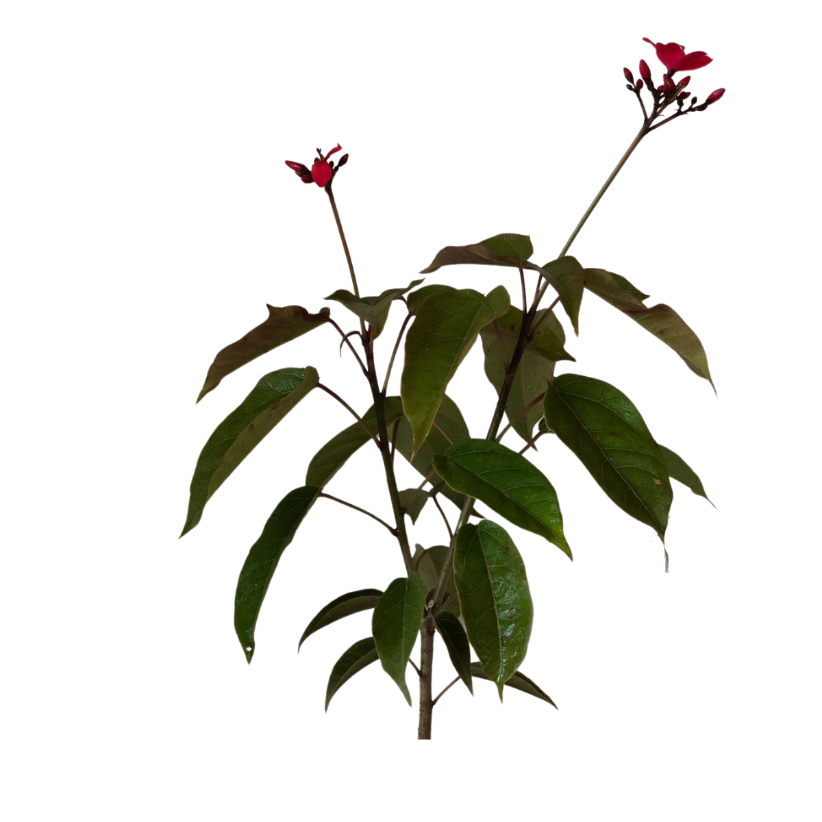 Peregrina - Jatrofa-brasileira- Jatropha integerrima - 30cm - Imagem 3