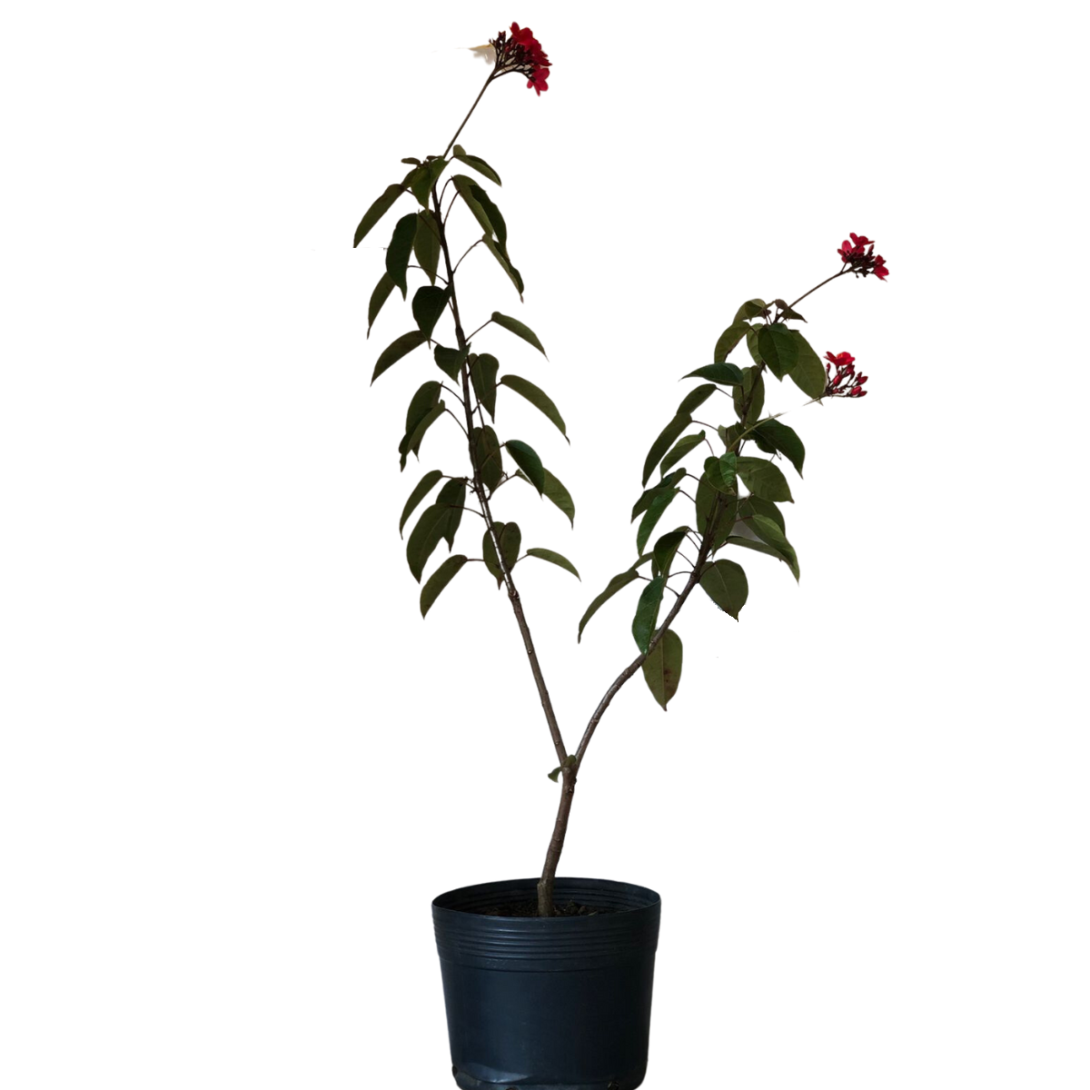 Peregrina - Jatrofa-brasileira- Jatropha integerrima - 70cm - Imagem 2