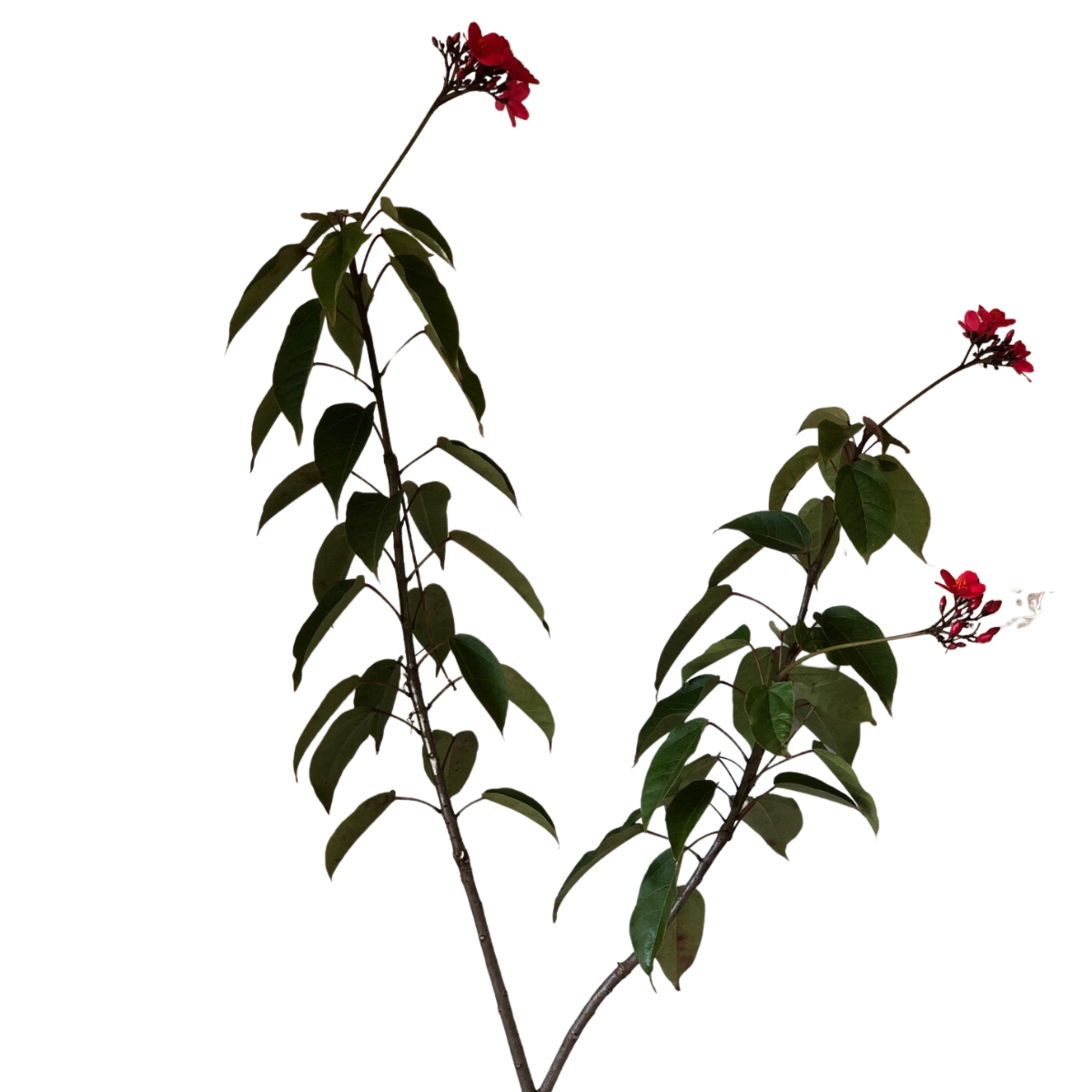 Peregrina - Jatrofa-brasileira- Jatropha integerrima - 70cm - Imagem 3
