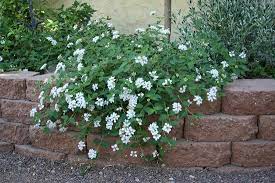 Mini Lantana Cambara Branca - Lantana Montevidensis no Saquinho - Imagem 8