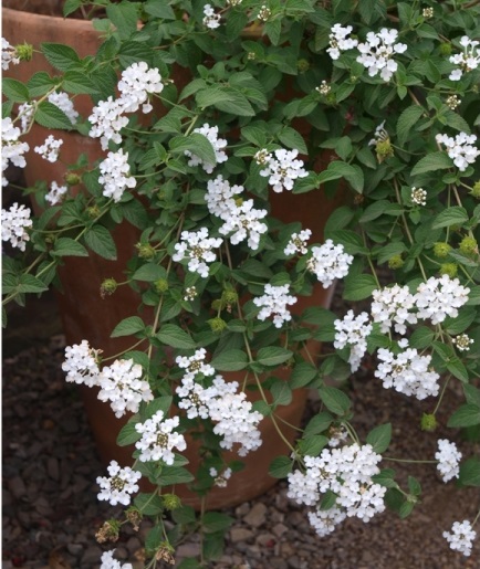 Mini Lantana Cambara Branca - Lantana Montevidensis no Saquinho - Imagem 7