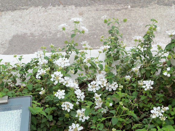Mini Lantana Cambara Branca - Lantana Montevidensis no Saquinho - Imagem 6