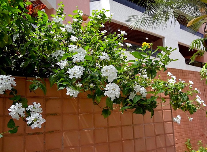 Mini Lantana Cambara Branca - Lantana Montevidensis no Saquinho - Imagem 9