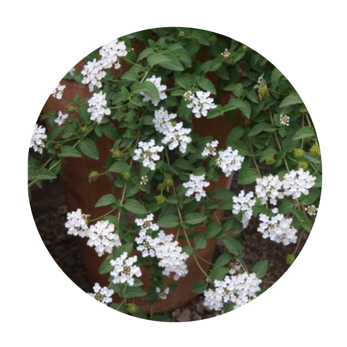 Mini Lantana Cambara Branca - Lantana Montevidensis no Saquinho - Imagem 4