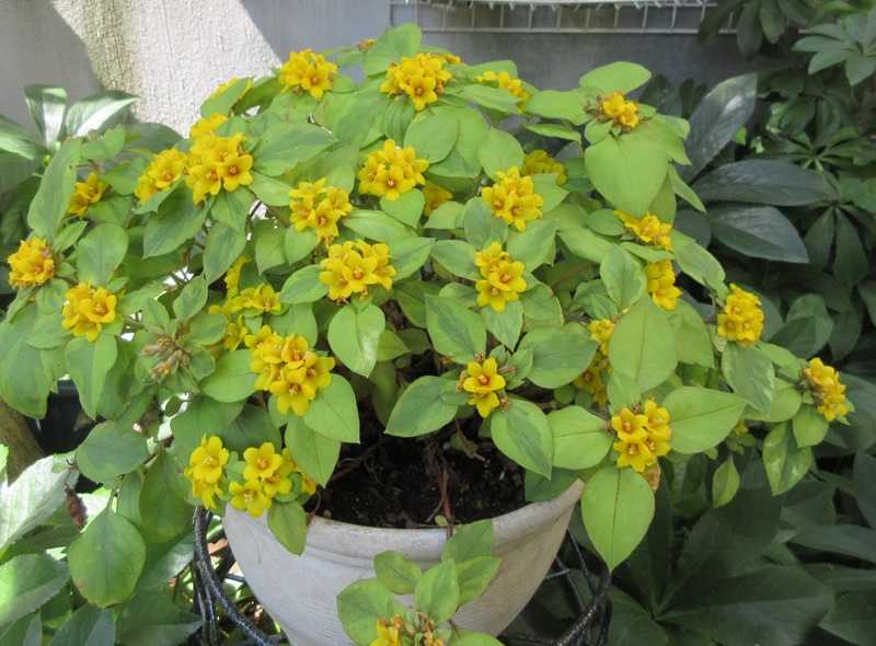 5 Mudas Lisimaquia (Lysimachia congestiflora) no Saquinho - Imagem 3