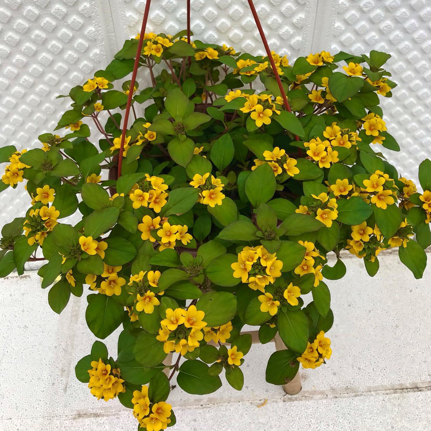 5 Mudas Lisimaquia (Lysimachia congestiflora) no Saquinho - Imagem 4