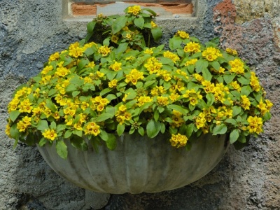 5 Mudas Lisimaquia (Lysimachia congestiflora) no Saquinho - Imagem 6
