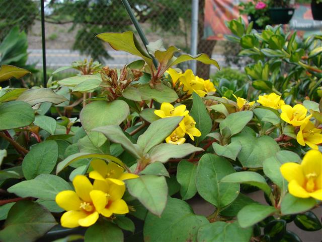 5 Mudas Lisimaquia (Lysimachia congestiflora) no Saquinho - Imagem 7