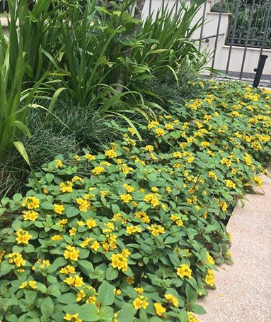 5 Mudas Lisimaquia (Lysimachia congestiflora) no Saquinho - Imagem 5