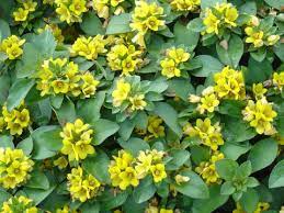 5 Mudas Lisimaquia (Lysimachia congestiflora) no Saquinho - Imagem 8