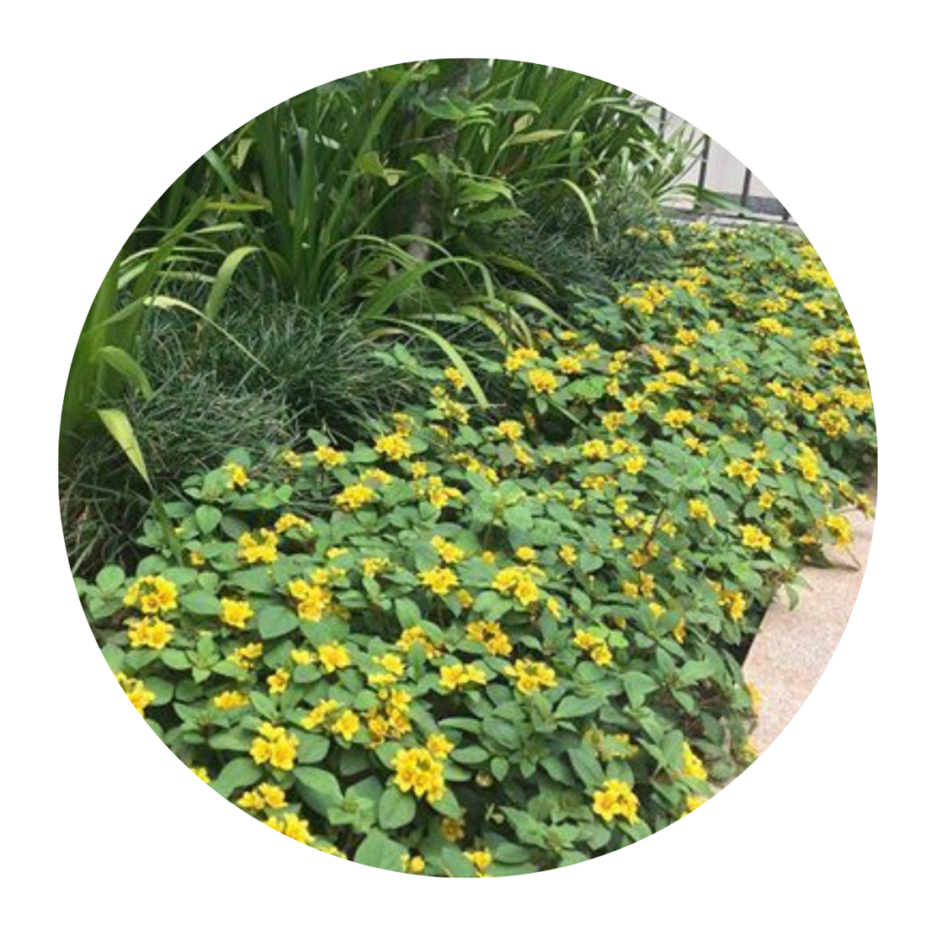 Lisimaquia (Lysimachia congestiflora) no Saquinho