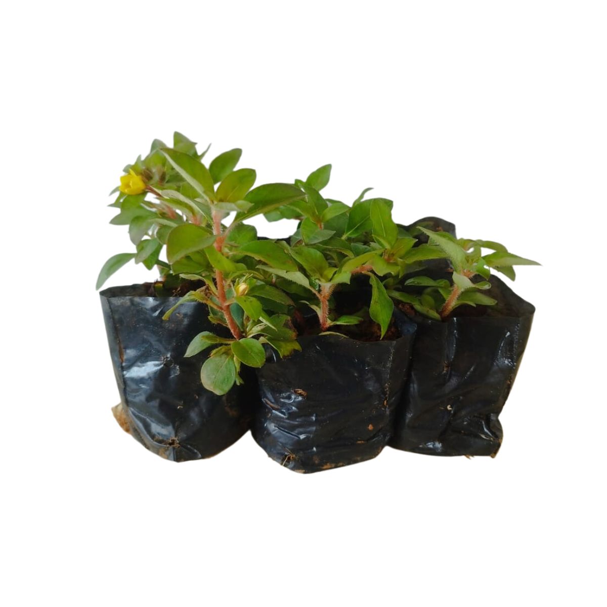 5 Mudas Lisimaquia (Lysimachia congestiflora) no Saquinho - Imagem 2