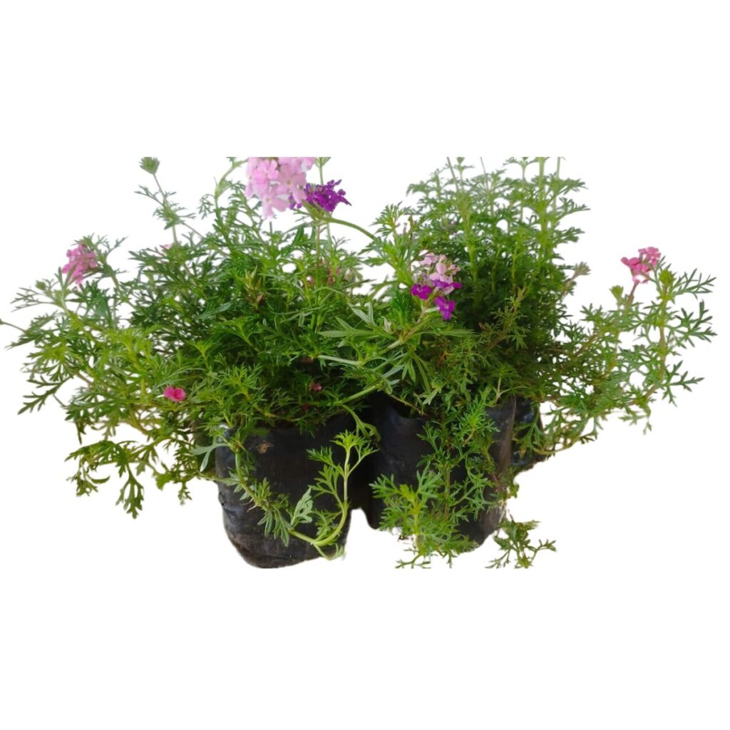 10 Mudas Mini Verbena Rasteira Sortida (Glandularia tenera)